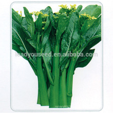 CS04 Dazhong 80 days cold resistant choy sum seeds of vegetable seeds